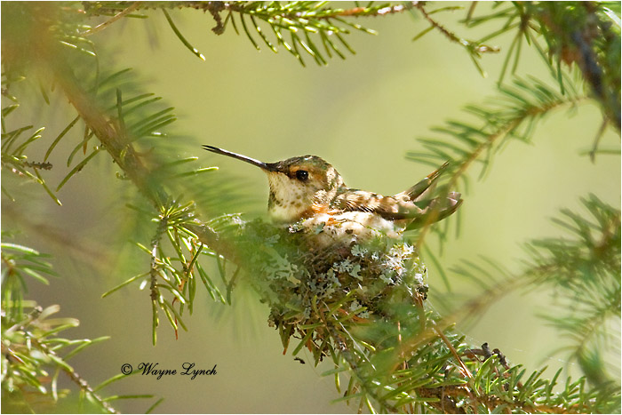 Incubating Female Rufous Hummingbird 102 by Dr. Wayne Lynch ©